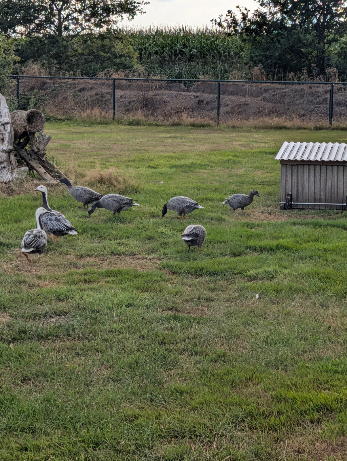 keizerganzen, Meerdere dieren, Kip