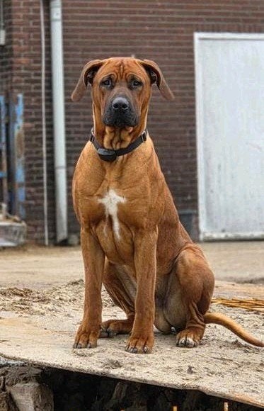 Dekreu Rhodesian Ridgeback x Boerboel, Reu, 1 tot 2 jaar, Eén hond, CDV (hondenziekte)