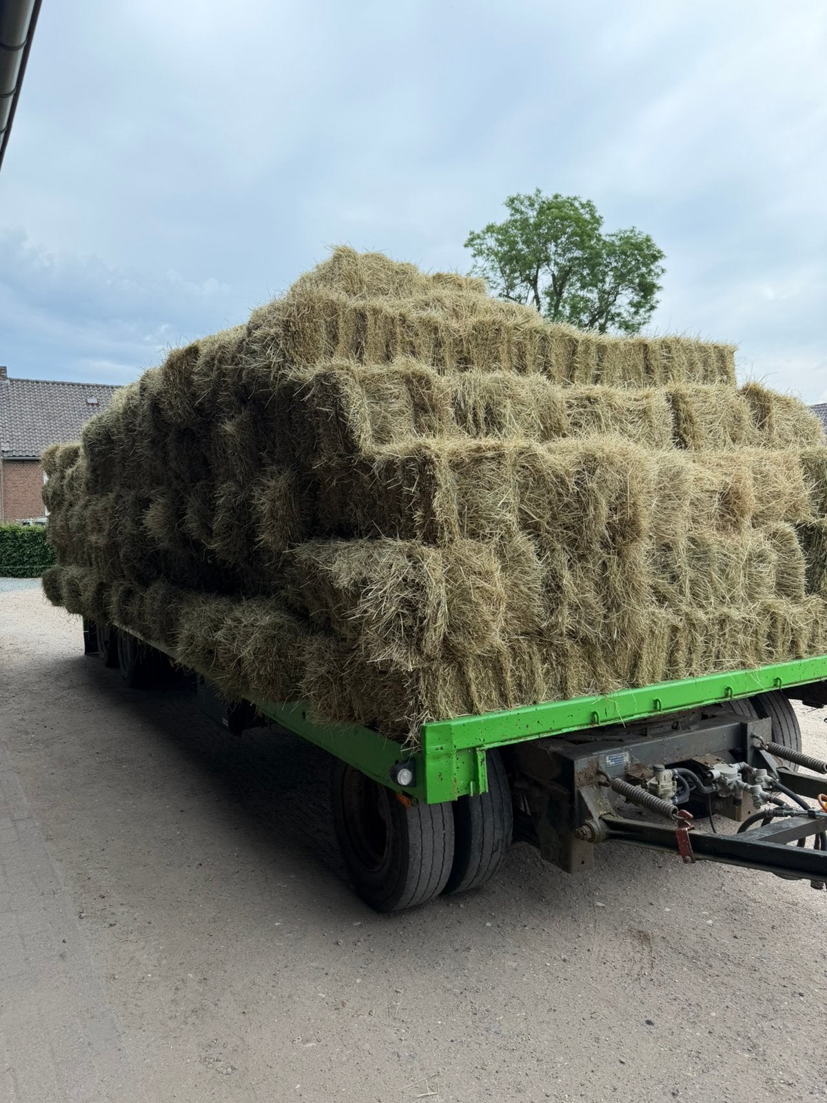 Hooipakjes, Mannelijk, Schaap