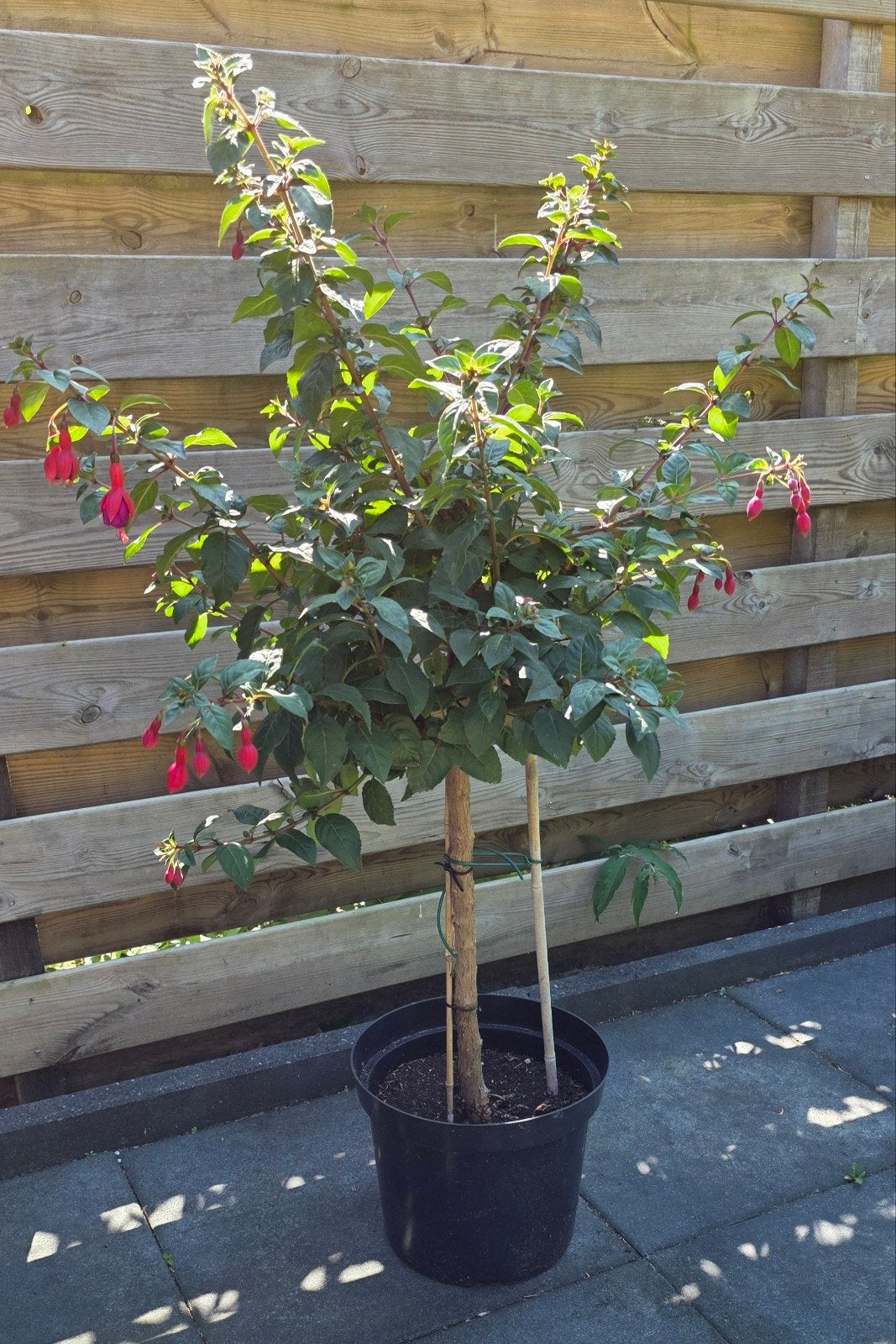 Fuchsia op stam - Prachtige bloeiende plant, Ophalen, Overige soorten, Volle zon