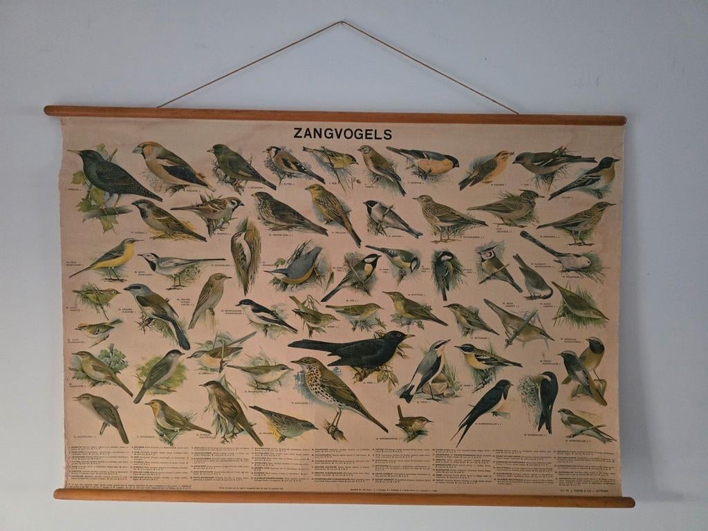 Antieke schoolplaat zangvogels op linnen - Ruim 100 jaar oud, Antiek en Kunst, Ophalen of Verzenden, Natuur en Biologie