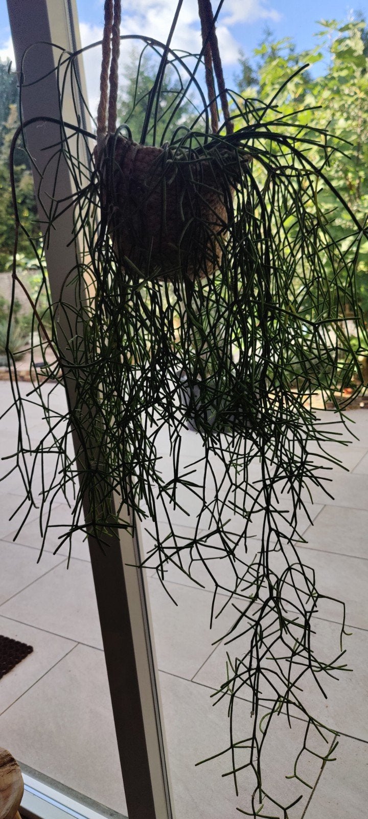 rhipsalis, Ophalen, Minder dan 100 cm, Bloeiende kamerplant, Volle zon