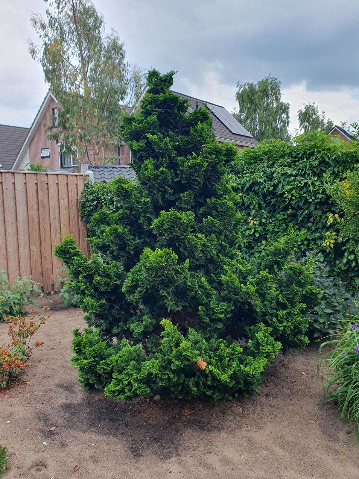 Chamaecyparis obtusa 'Nana Gracilis (Japanse dwegcupres), Ophalen, Overige soorten, Volle zon