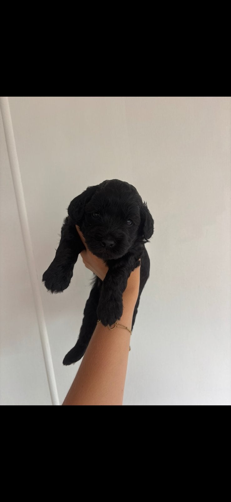 Lieve labradoodle x maltipoo pups, Overige rassen, 8 tot 15 weken, Parvo, Meerdere