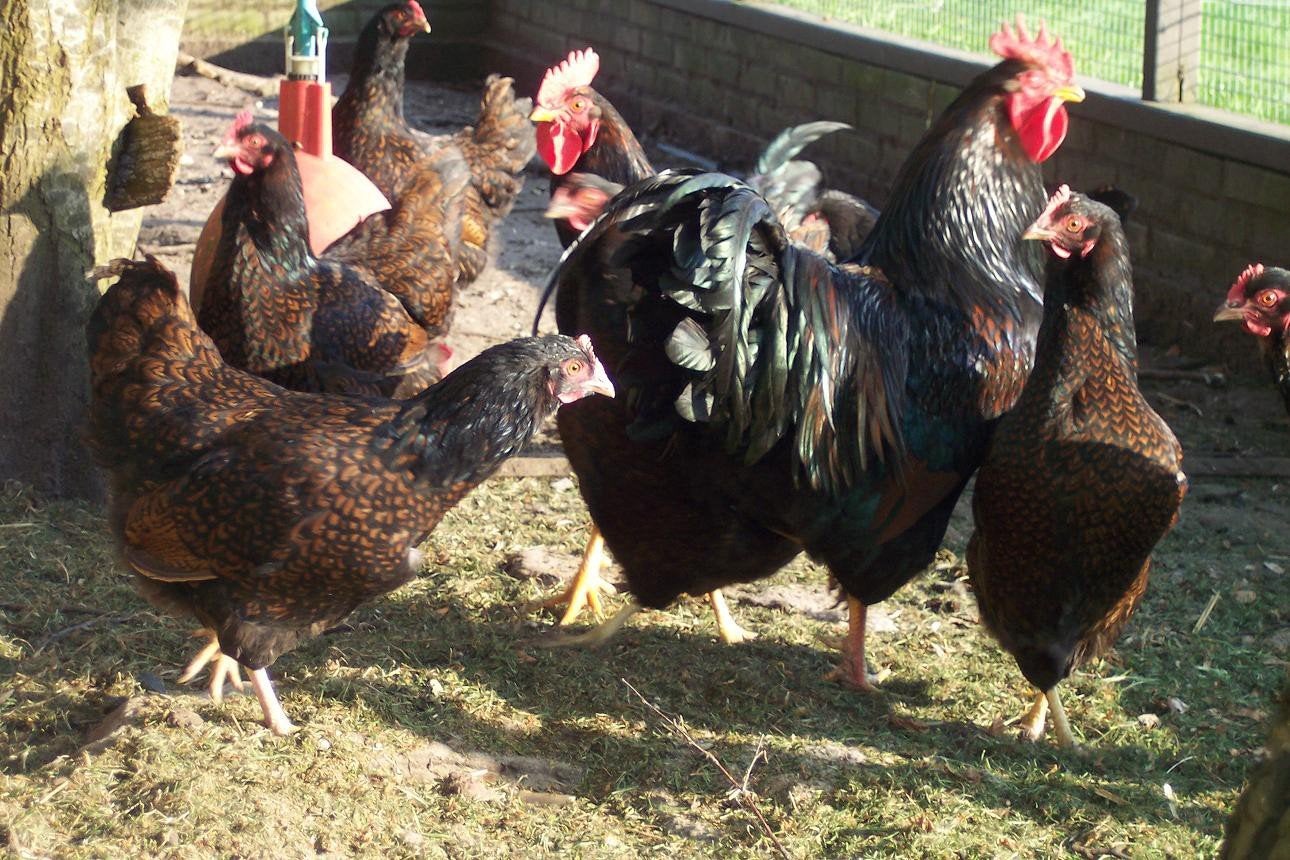 Te koop: BROEDEIEREN van Dubbelgezoomde Barnevelder kippen, Dieren en Toebehoren, Pluimvee, Geslacht onbekend, Kip