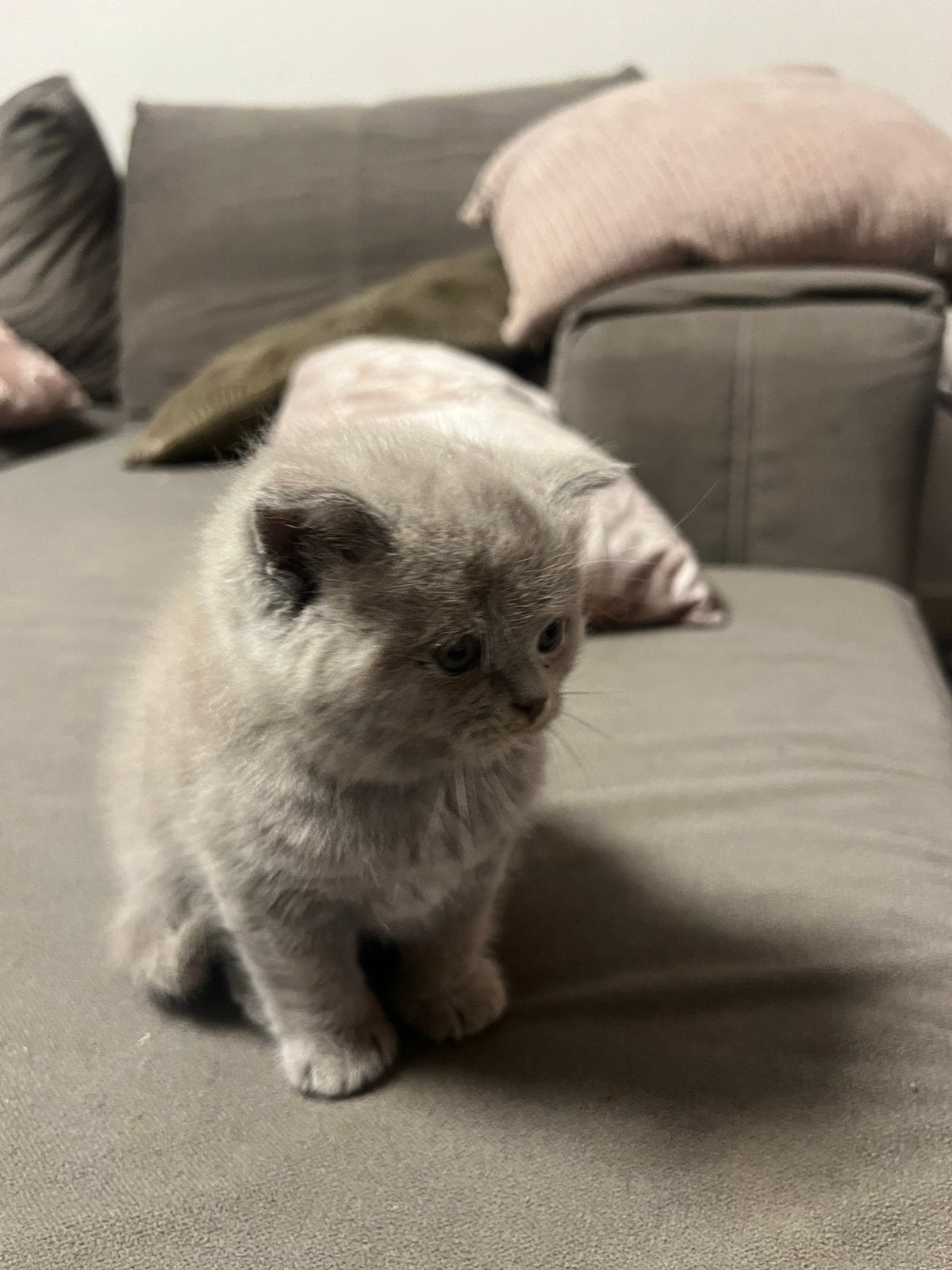 Britse korthaar kittens, Meerdere dieren, Kortharig, 0 tot 2 jaar