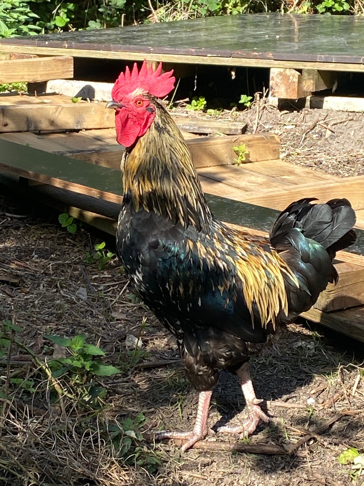Prachtig fokker haan, Dieren en Toebehoren, Mannelijk, Kip