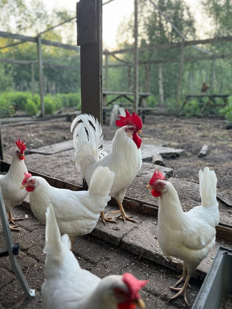 Witte Leghorn haan + 5 hennen, Dieren en Toebehoren, Meerdere dieren, Kip