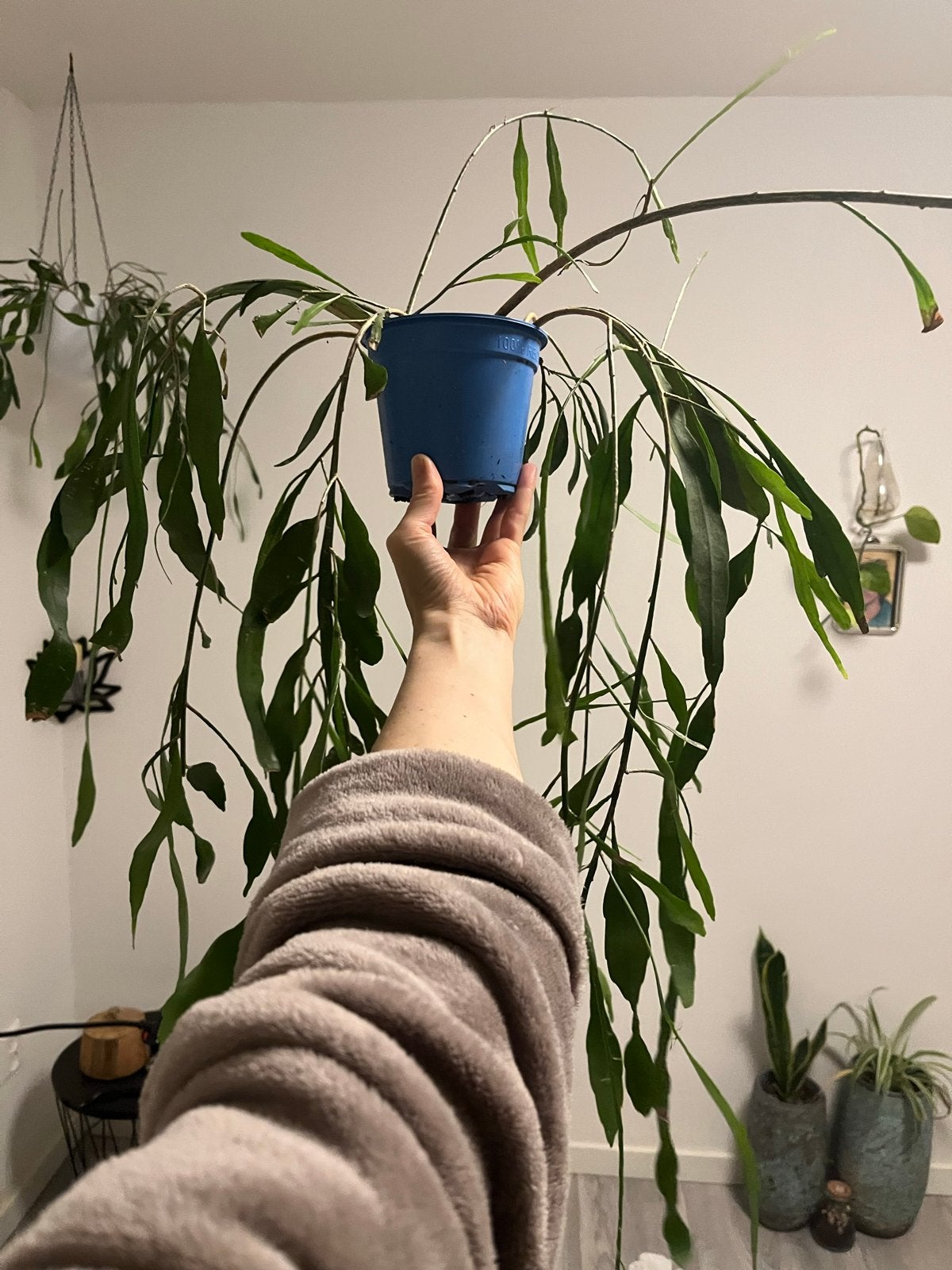 Epiphyllum Pumilum - Prachtige hangplant, Vaste plant, Halfschaduw, Zomer, Ophalen