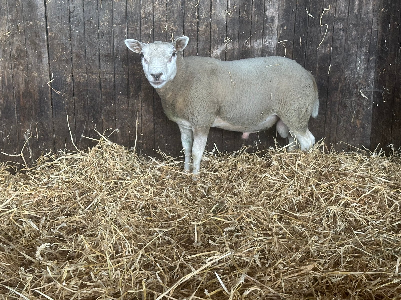 Engelse texelaar dekram, Mannelijk, Schaap, 0 tot 2 jaar