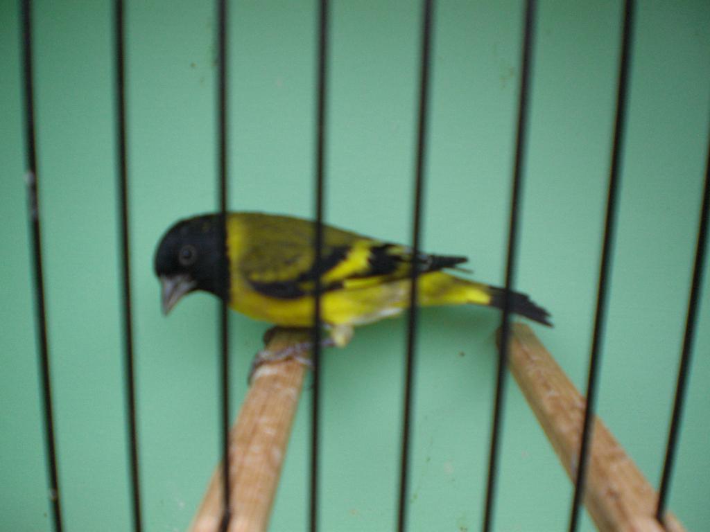 zwartkop sijzen, Dieren en Toebehoren, Meerdere dieren, Tropenvogel