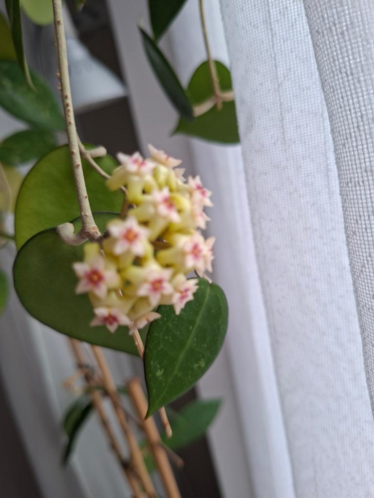 Grote Hoya verticillata black margin, Huis en Inrichting, Kamerplanten, Ophalen of Verzenden, Halfschaduw, Minder dan 100 cm