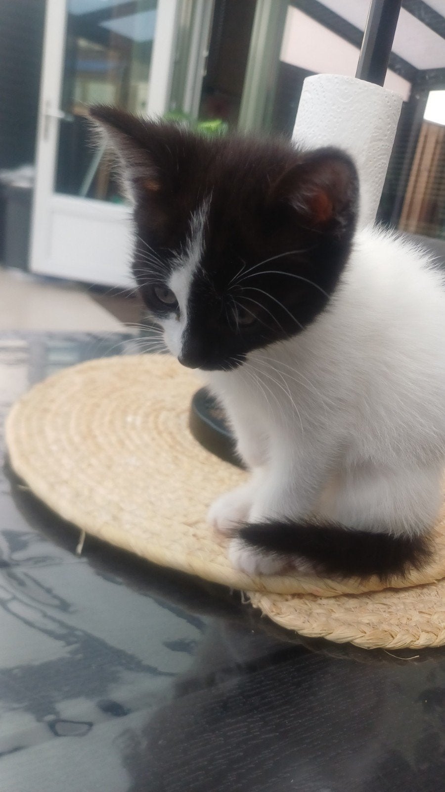 Graag een lief baasje voor mijn kitten van 10 weken oud., Poes, 0 tot 2 jaar