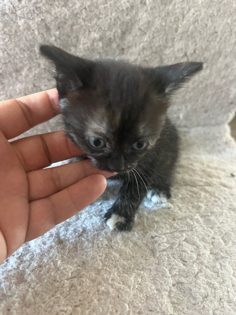 1 Kittens  (1 poes), Meerdere dieren, Langharig