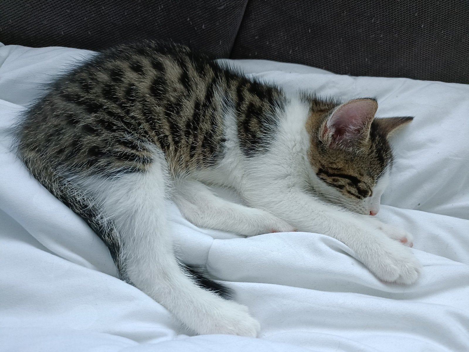 Drie lieve kittens zoeken een huisje, Dieren en Toebehoren, Katten en Kittens | Overige Katten, Meerdere dieren, Kortharig, 0 tot 2 jaar