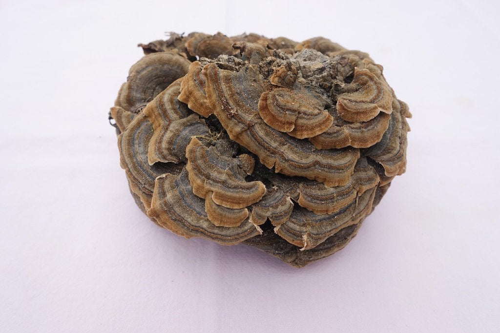 bijzonder deco materiaal voor bloemsierkunst, Ophalen of Verzenden, Zo goed als nieuw, Bruin, Natuurlijk materiaal