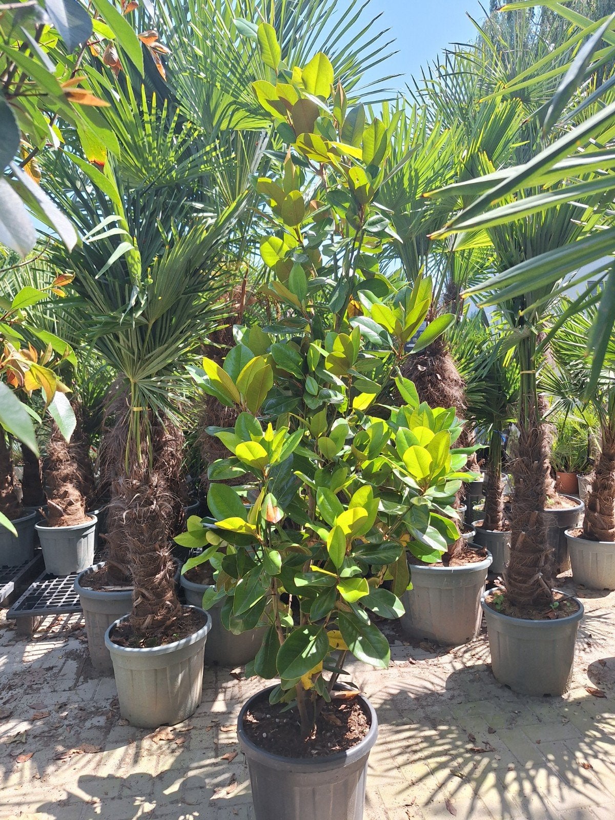 Magnolia Grandiflora ca 200cm, Tuin en Terras, Ophalen, Volle zon, Overige soorten, 100 tot 250 cm