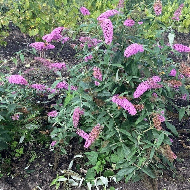 Vlinderstruik, Volle zon, Vaste plant, Zomer, Ophalen