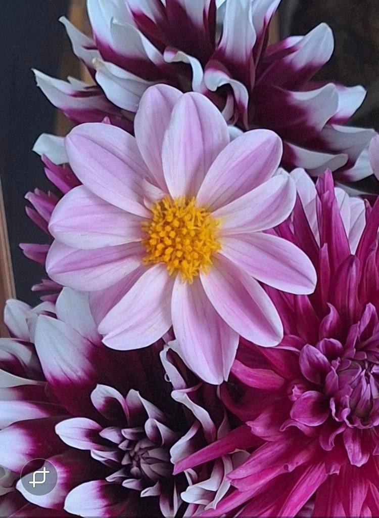 Lichtroze Dahlia vanaf €1,-, Ophalen, Volle zon, Knol