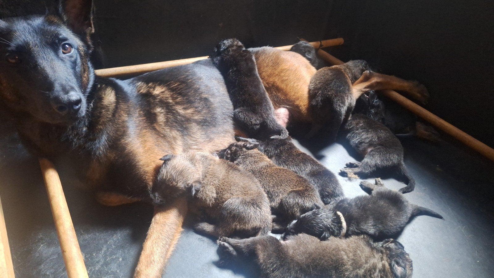 Mechelse Herder x Hollandse Herder, werklijn!, Dieren en Toebehoren, Honden | Herdershonden en Veedrijvers, Meerdere, Meerdere dieren