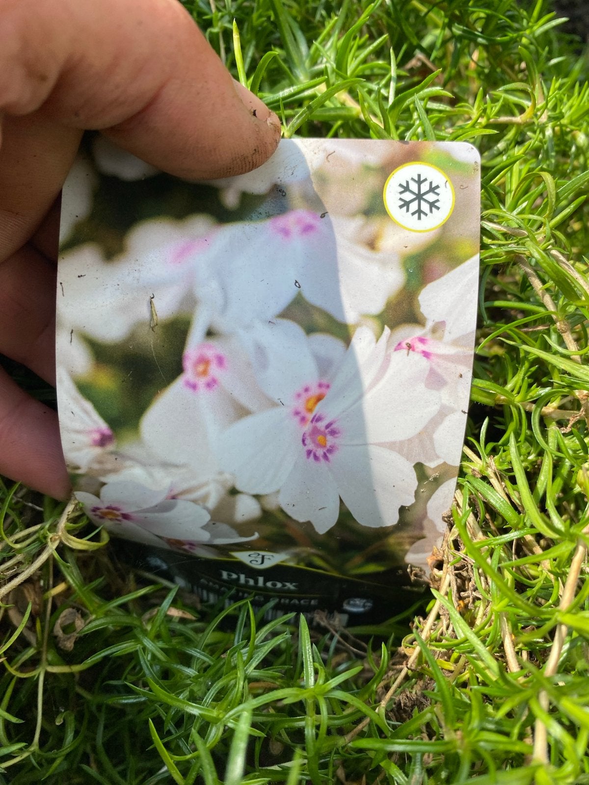 Grote Phlox Bodembedekkers - Nu met korting!, Tuin en Terras, Planten | Tuinplanten, Ophalen, Bodembedekkers, Volle zon, Vaste plant