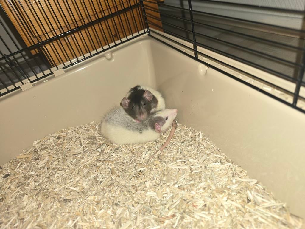 Complete Startersset Ratten + Luxe Kooi (Nieuw €115), Dieren en Toebehoren, Knaagdieren, Rat, Februari, Mannelijk, Tam