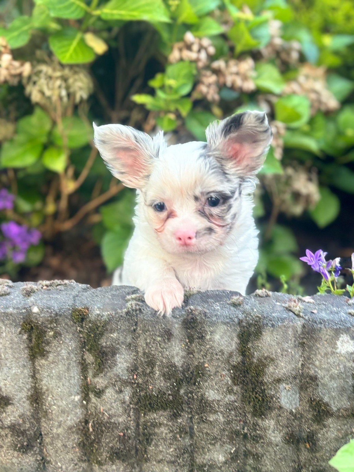 Chihuahua x vlinderhond pup, Reu, 8 tot 15 weken, Eén hond, Chihuahua
