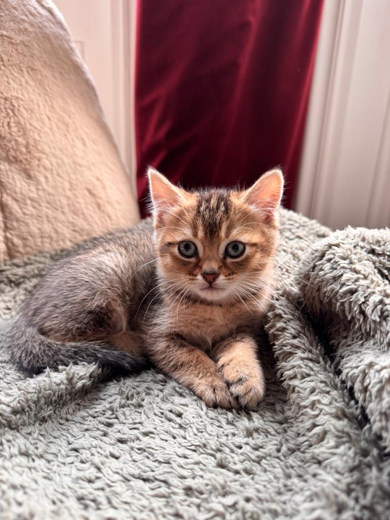 4 britse korthaar X europese korthaar kittens, Meerdere dieren, Kortharig, 0 tot 2 jaar