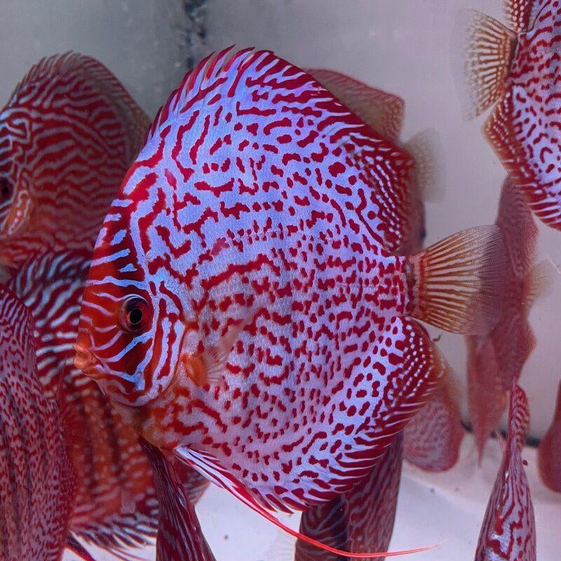 Prachtige Leopard Discus – ca. 6,5 cm - Koidream Valburg