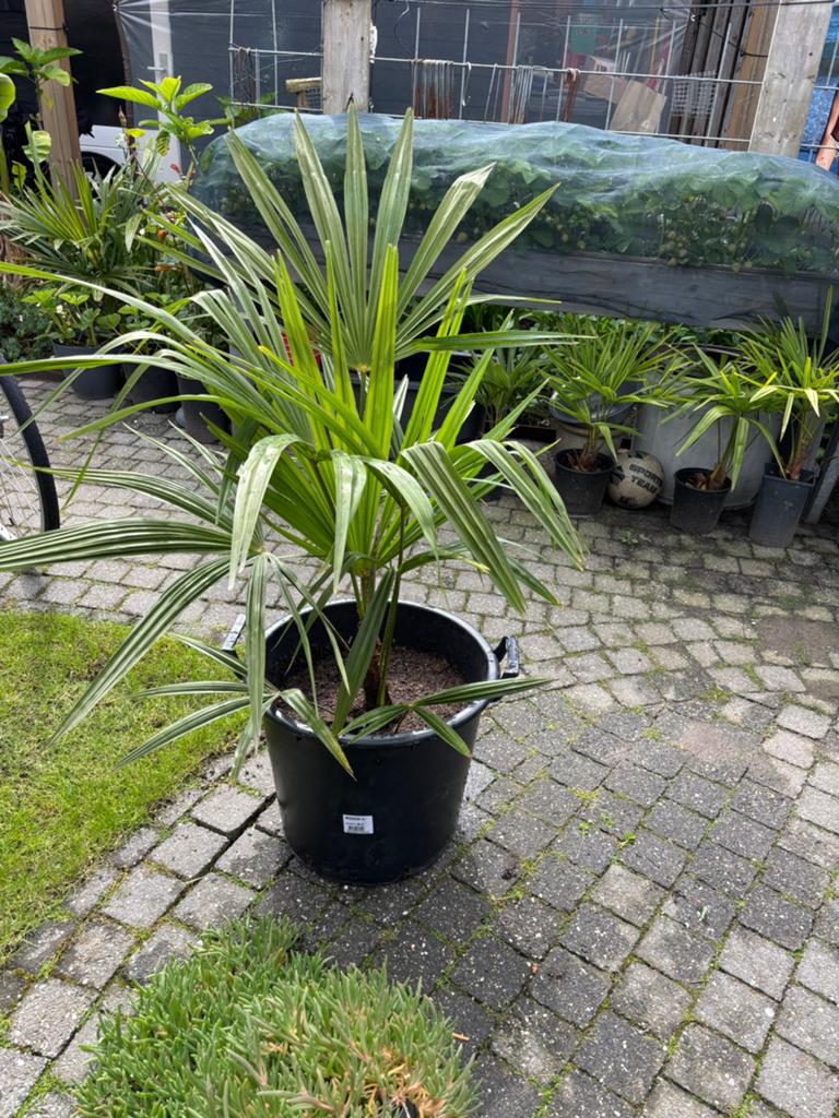 Trachycarpus fortunei palm zonder pot 4 stuks prijs per stuk, Ophalen of Verzenden, Bloeit niet, Overige soorten, Volle zon