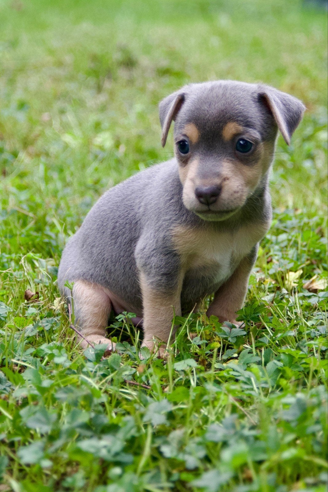 ALLEEN REU NOG TE KOOP!!  Blue and Tan Jack Russell pups, Jack Russell Terriër, CDV (hondenziekte), 8 tot 15 weken, Meerdere