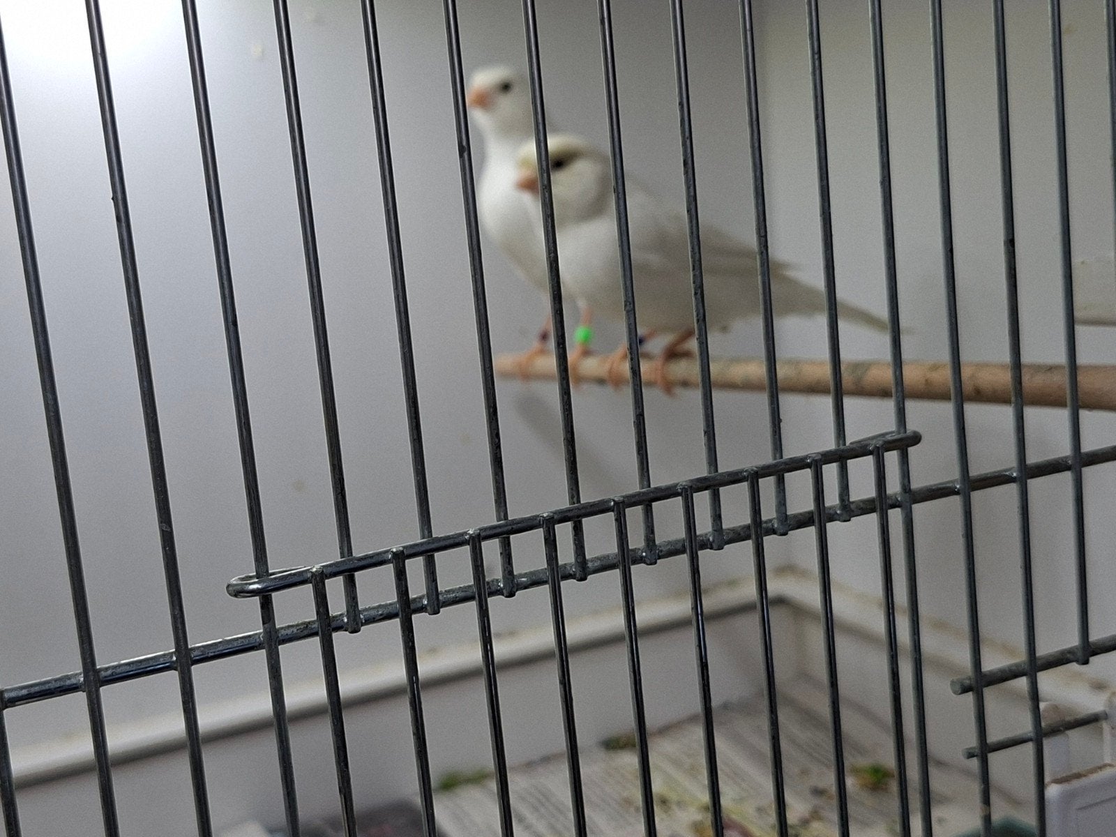 Witte waterslagers, Meerdere dieren, Kleurkanarie