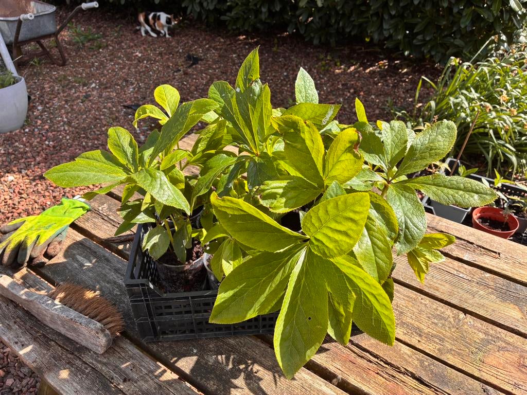 Vaste plant Helleborus / Kerstroos, Ophalen, Vaste plant, Overige soorten, Halfschaduw