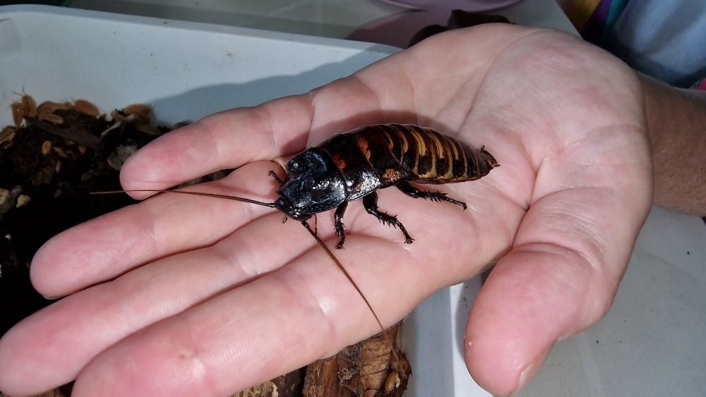 Gromphadorhina portentosa - sissende kakkerlakken, Overige soorten