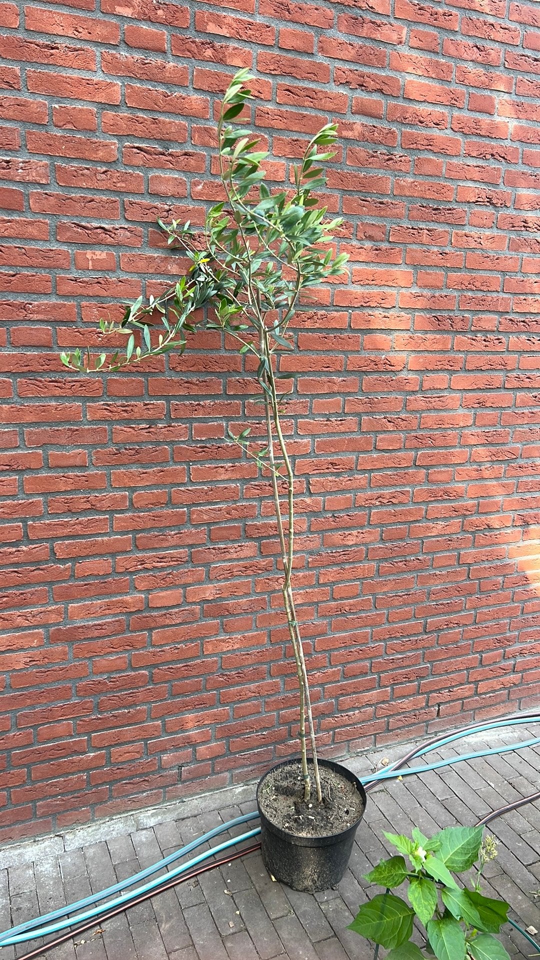 Olijfboom, Tuin en Terras, Planten | Bomen, Bloeit niet, 100 tot 250 cm, Olijfboom, Ophalen