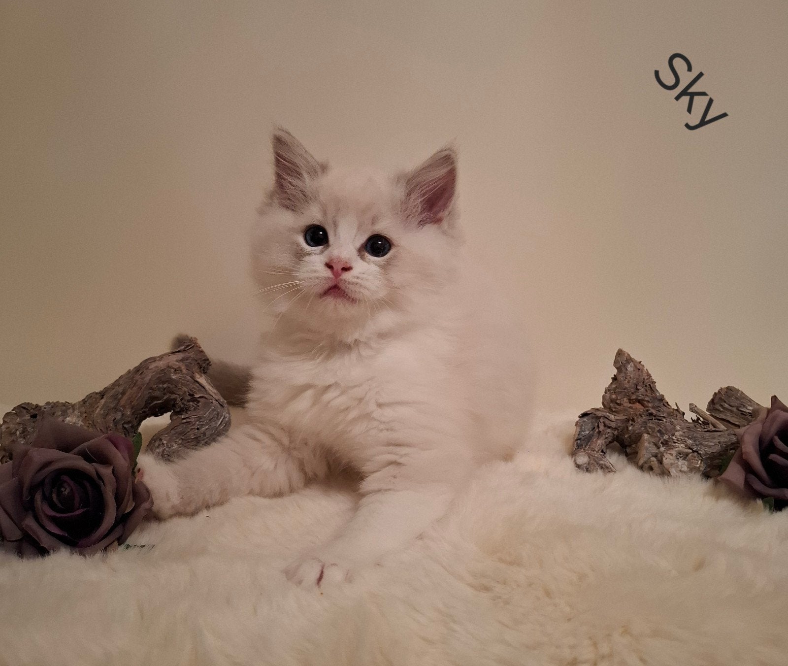 Ragdoll kittens met Stamboom( ouders volledig getest)), Dieren en Toebehoren, Kater, Met stamboom, 0 tot 2 jaar