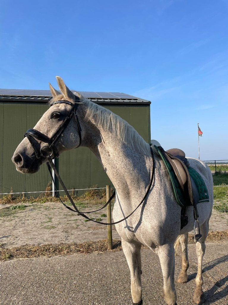 Lieve 21 jarige, Dieren en Toebehoren, Paarden, Z, Ruin, Dressuurpaard, 160 tot 165 cm