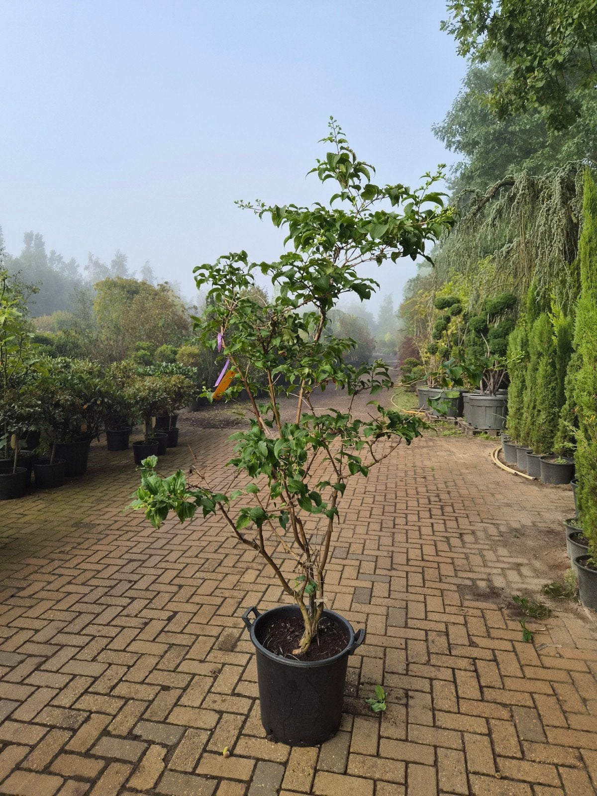 Heptacodium miconioides - Zevenzonenboom, Volle zon, Vaste plant, Herfst, Ophalen