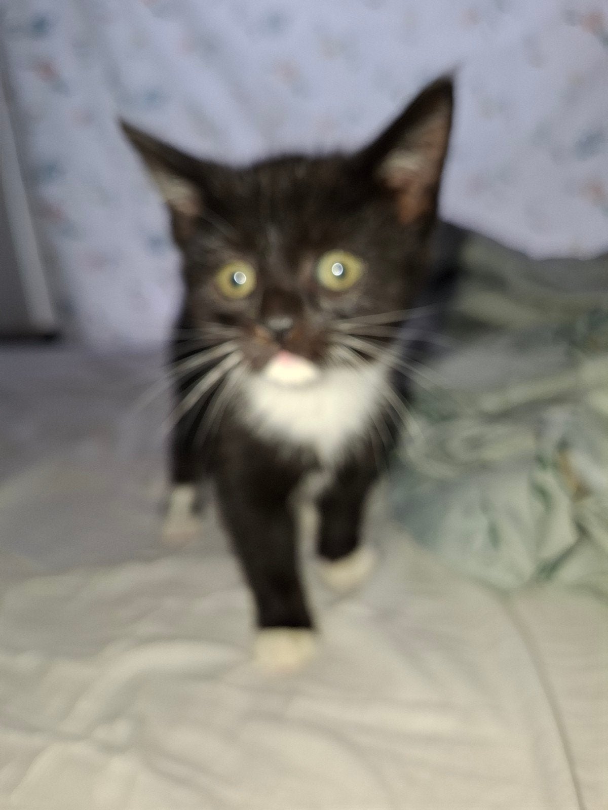 Kittens, Meerdere dieren, Kortharig, 0 tot 2 jaar