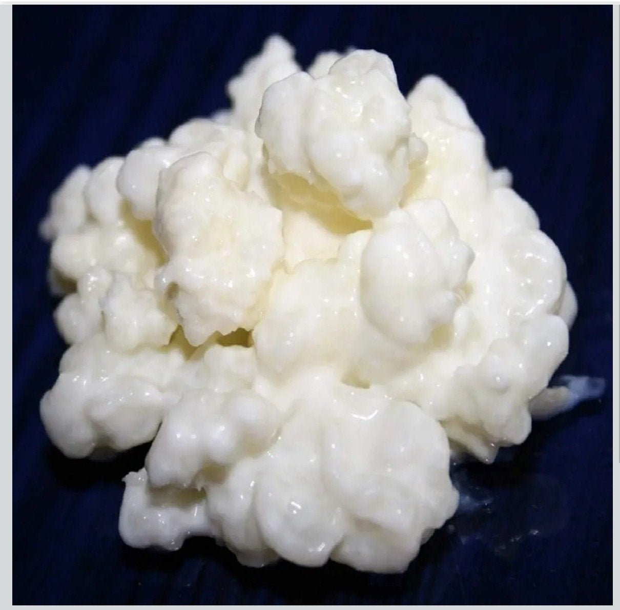 Gezonde Melk kefir korrels, Ophalen