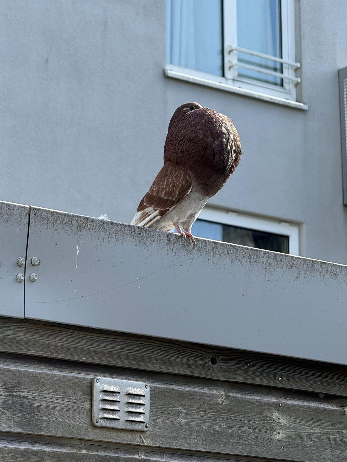 Mooie gaditano tilduiven bastaards!!, Meerdere dieren, Kropper