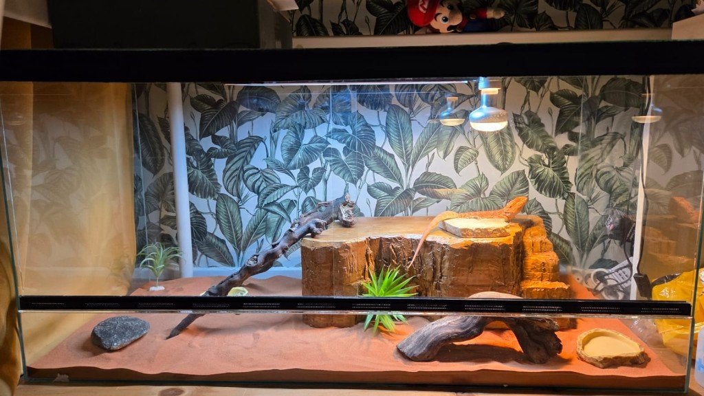 Mannelijke Baardagaam incl terrarium Bearded Dragon photo 3