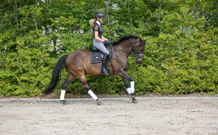 Dressuurpaard te koop, Dieren en Toebehoren, Paarden, Merrie, Dressuurpaard