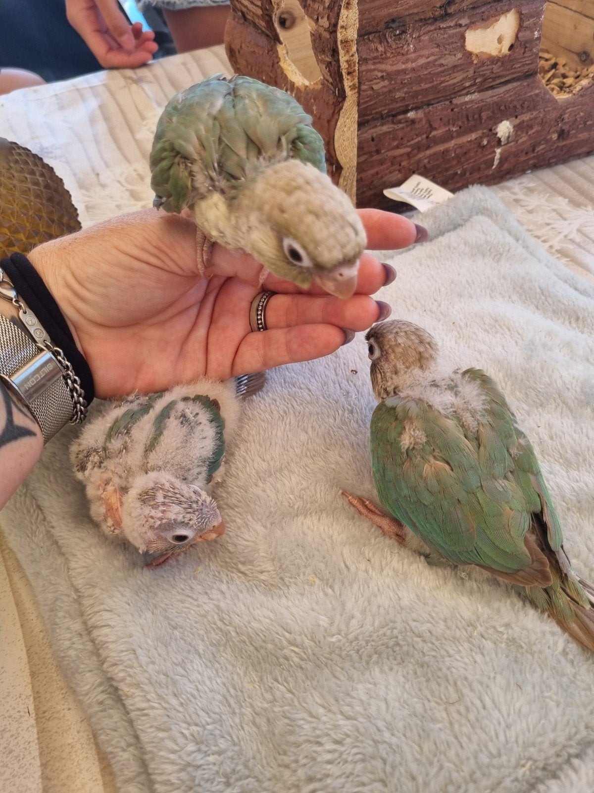 3 pyrrhura's, Meerdere dieren, Papegaai