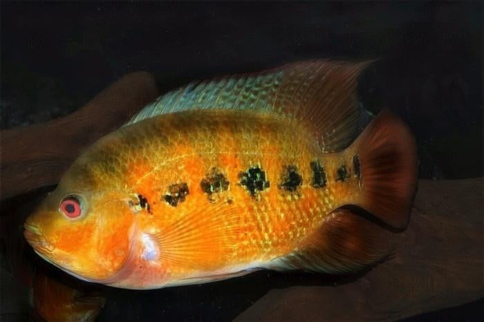 Midden Amerikaanse Cichliden: Amphilophus lyonsi, Vis, Zoetwatervis