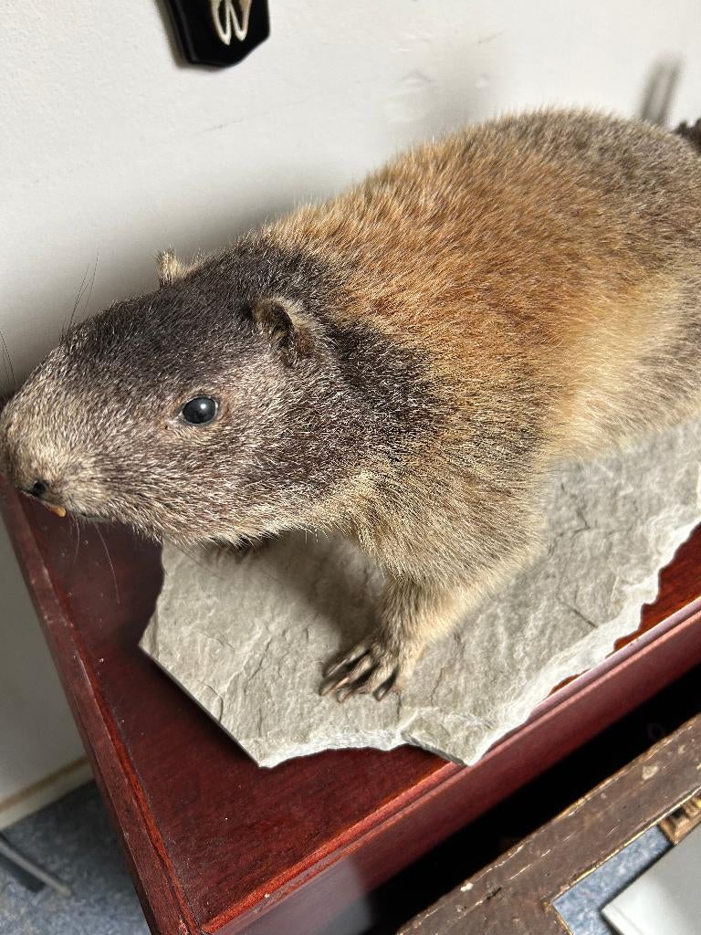 Opgezette Alpenmarmot – taxidermy, Ophalen, Zo goed als nieuw