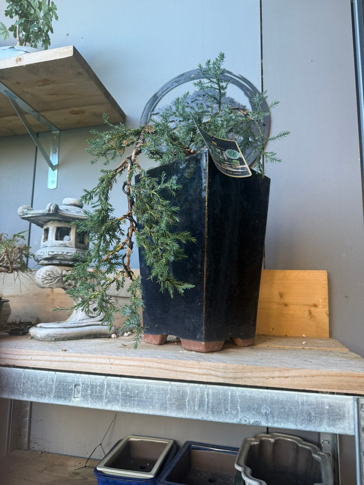 Cascade pot met Juniperus 40cm, Ophalen, Zo goed als nieuw, Aardewerk, Rechthoekig