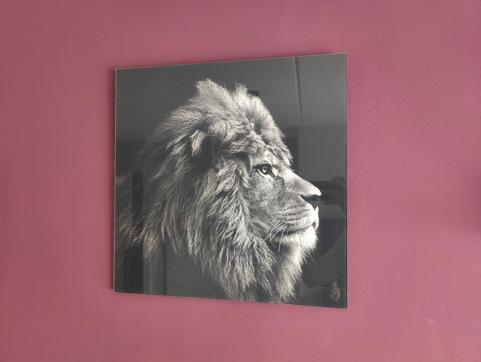 Zwart-wit leeuw foto op glas - 50x50 cm, Huis en Inrichting, Ophalen, 50 – 75, Zo goed als nieuw, Foto of Poster