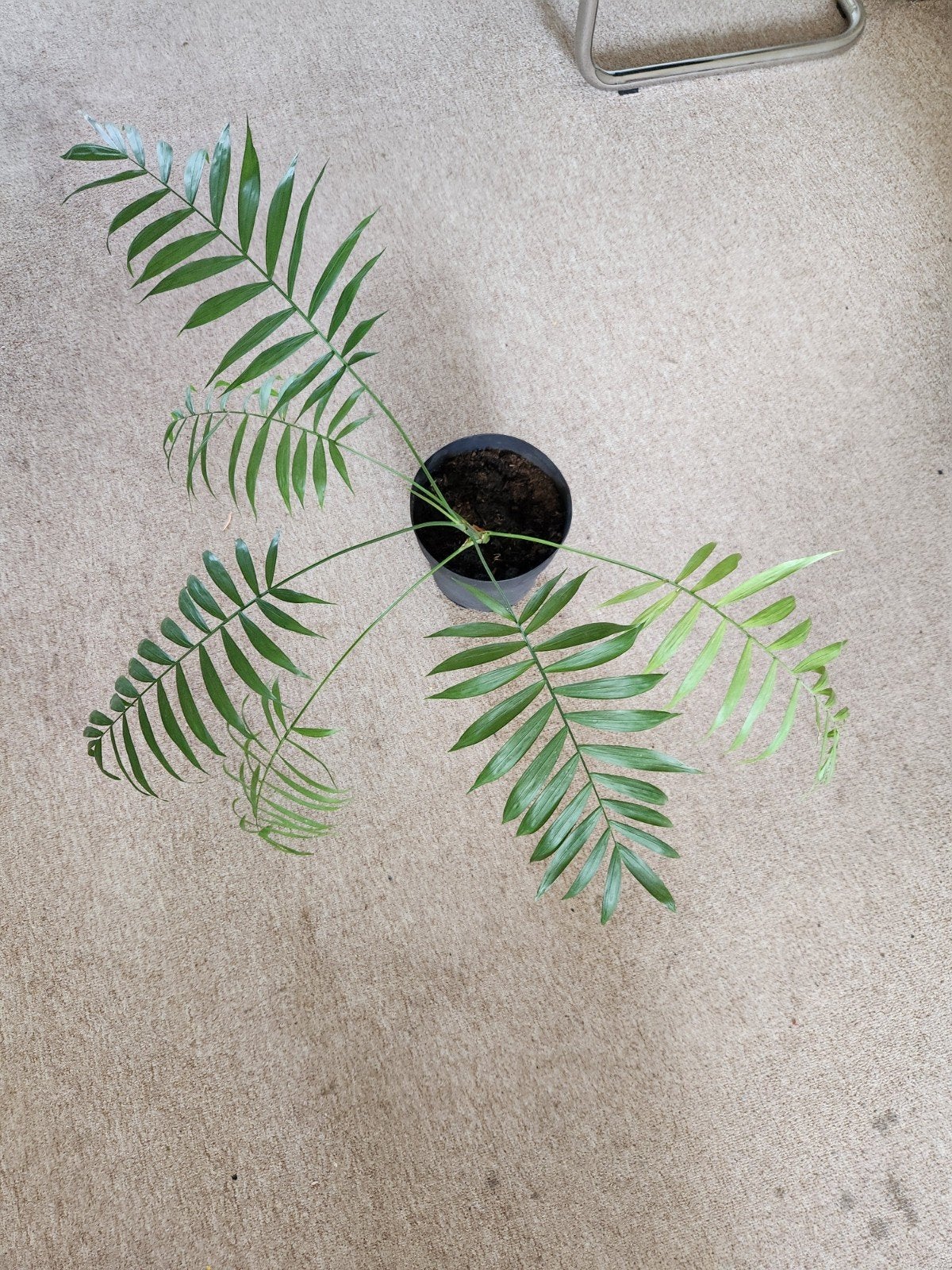 palm plant Chamaedorea, Ophalen, Palm, Halfschaduw, Minder dan 100 cm