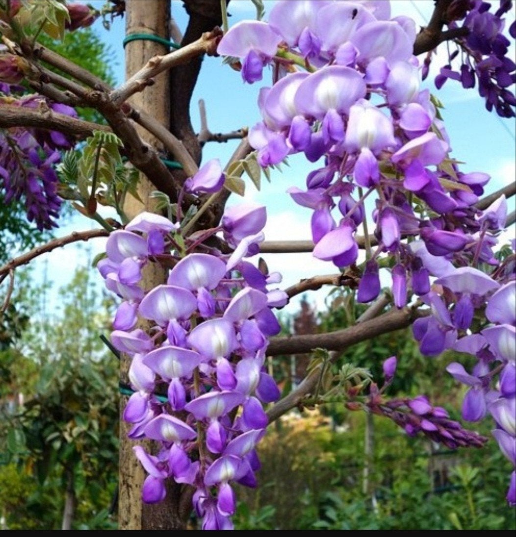 Wisteria bakybotrys "Ikoyama Fuji" / Japanse blauwe regen, Tuin en Terras, Planten | Bomen, Leiboom, Lente, 100 tot 250 cm, Ophalen